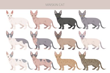 Minskin Cat klibi. Munchkin, Burmese, Sphynx, Devon Rex cross. Tüm ceket renkleri ayarlandı. Tüm kediler karakteristik bilgi kaynaklarına sahiptir. Vektör illüstrasyonu