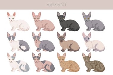 Minskin Cat klibi. Munchkin, Burmese, Sphynx, Devon Rex cross. Tüm ceket renkleri ayarlandı. Tüm kediler karakteristik bilgi kaynaklarına sahiptir. Vektör illüstrasyonu