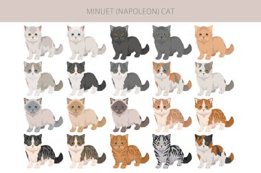 Minuet Cat klibi. Munchkin ve Pers karışımı. Napolyon Kedisi. Tüm ceket renkleri ayarlandı. Tüm kediler karakteristik bilgi kaynaklarına sahiptir. Vektör illüstrasyonu
