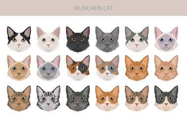 Ufaklık Kedi klişesi. Tüm ceket renkleri ayarlandı. Tüm kediler karakteristik bilgi kaynaklarına sahiptir. Vektör illüstrasyonu