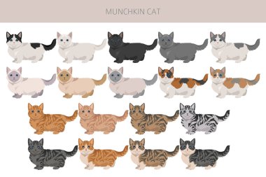 Ufaklık Kedi klişesi. Tüm ceket renkleri ayarlandı. Tüm kediler karakteristik bilgi kaynaklarına sahiptir. Vektör illüstrasyonu