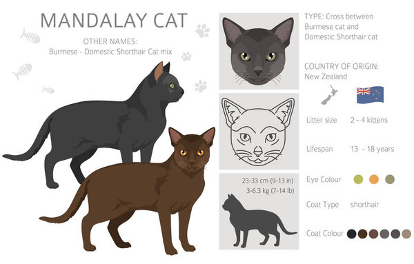 Mandalay Cat clipart. All coat colors set.  All cat breeds characteristics infographic. Vector illustration