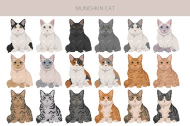 Ufaklık Kedi klişesi. Tüm ceket renkleri ayarlandı. Tüm kediler karakteristik bilgi kaynaklarına sahiptir. Vektör illüstrasyonu