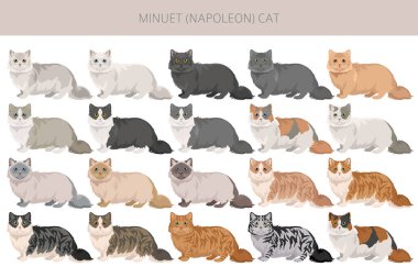 Minuet Cat klibi. Munchkin ve Pers karışımı. Napolyon Kedisi. Tüm ceket renkleri ayarlandı. Tüm kediler karakteristik bilgi kaynaklarına sahiptir. Vektör illüstrasyonu