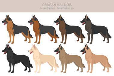 Alman Malinois Clipart. Alman çoban köpeği - Belçika Malinois karışımı. Tüm olası palto renkleri, üreme bilgileri, yetişkinler ve yavrular. Vektör illüstrasyonu