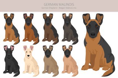 Alman Malinois Clipart. Alman çoban köpeği - Belçika Malinois karışımı. Tüm olası palto renkleri, üreme bilgileri, yetişkinler ve yavrular. Vektör illüstrasyonu
