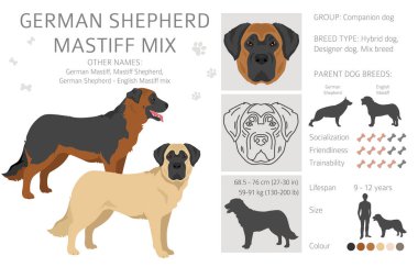 Alman çoban köpeği heykeli. Alman çoban köpeği - İngiliz Mastiff karışımı. Tüm olası palto renkleri, üreme bilgileri, yetişkinler ve yavrular. Vektör illüstrasyonu