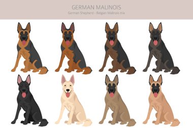 Alman Malinois Clipart. Alman çoban köpeği - Belçika Malinois karışımı. Tüm olası palto renkleri, üreme bilgileri, yetişkinler ve yavrular. Vektör illüstrasyonu