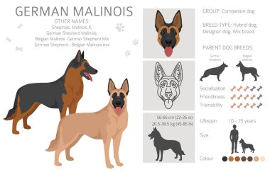 Alman Malinois Clipart. Alman çoban köpeği - Belçika Malinois karışımı. Tüm olası palto renkleri, üreme bilgileri, yetişkinler ve yavrular. Vektör illüstrasyonu