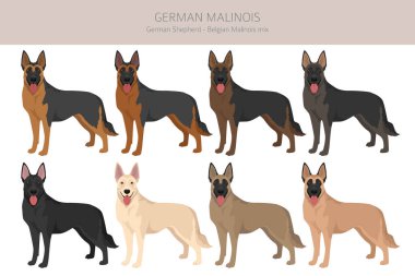 Alman Malinois Clipart. Alman çoban köpeği - Belçika Malinois karışımı. Tüm olası palto renkleri, üreme bilgileri, yetişkinler ve yavrular. Vektör illüstrasyonu