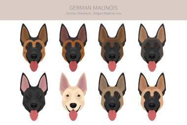 Alman Malinois Clipart. Alman çoban köpeği - Belçika Malinois karışımı. Tüm olası palto renkleri, üreme bilgileri, yetişkinler ve yavrular. Vektör illüstrasyonu
