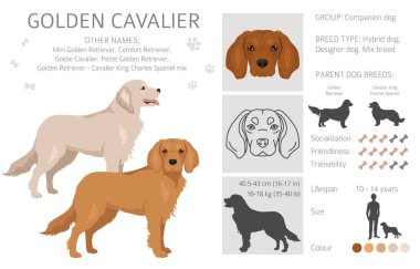 Altın Şövalye tırnağı. Golden Retriever Şövalye Kral Charles Spaniel karışımı. Farklı ceket renkleri. Vektör illüstrasyonu