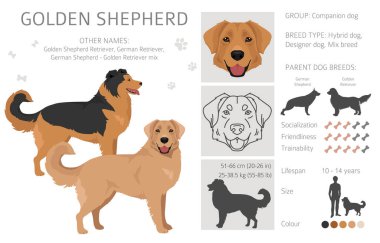 Altın Çoban kırpması. Golden retriever Alman çoban köpeği karışımı. Farklı ceket renkleri. Vektör illüstrasyonu