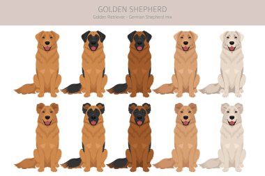 Altın Çoban kırpması. Golden retriever Alman çoban köpeği karışımı. Farklı ceket renkleri. Vektör illüstrasyonu