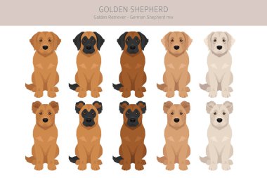 Altın Çoban kırpması. Golden retriever Alman çoban köpeği karışımı. Farklı ceket renkleri. Vektör illüstrasyonu
