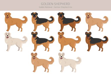 Altın Çoban kırpması. Golden retriever Alman çoban köpeği karışımı. Farklı ceket renkleri. Vektör illüstrasyonu