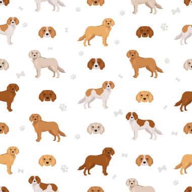 Altın Şövalye kusursuz desen. Golden Retriever Şövalye Kral Charles Spaniel karışımı. Farklı ceket renkleri. Vektör illüstrasyonu
