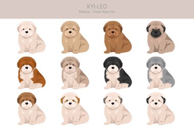 Kyi-Leo köpek klipsi. Malta Lhasa Apso karışımı. Farklı ceket renkleri. Vektör illüstrasyonu