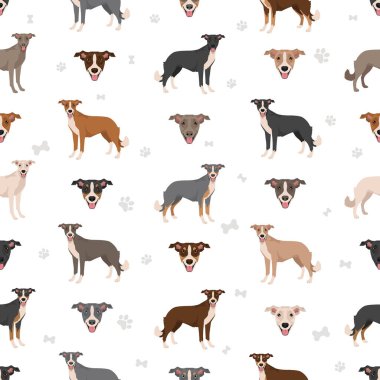 Lurcher 'ın karışımı kusursuz desen. Görüş Collie karışımı. Tüm olası palto renkleri, üreme bilgileri, yetişkinler ve yavrular. Vektör illüstrasyonu