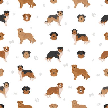 Labollie köpeği kusursuz bir karışım. Labrador Retriever - Sert Collie karışımı. Tüm olası palto renkleri, üreme bilgileri, yetişkinler ve yavrular. Vektör illüstrasyonu