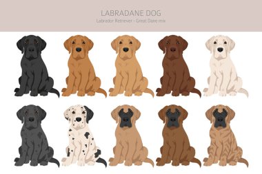 Labradane köpek karışık klipsi. Labrador Retriever - Danua karışımı. Tüm olası palto renkleri, üreme bilgileri, yetişkinler ve yavrular. Vektör illüstrasyonu