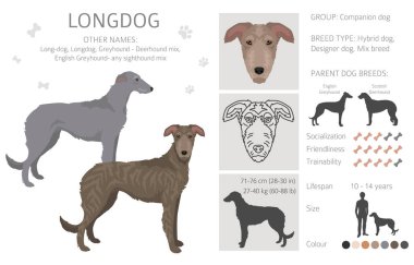 Longdog mix klipsi. İngiliz tazısı - herhangi bir görüş karışımı. Tüm olası palto renkleri, üreme bilgileri, yetişkinler ve yavrular. Vektör illüstrasyonu