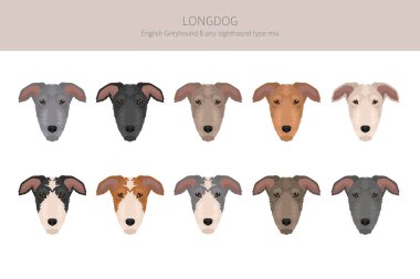 Longdog mix klipsi. İngiliz tazısı - herhangi bir görüş karışımı. Tüm olası palto renkleri, üreme bilgileri, yetişkinler ve yavrular. Vektör illüstrasyonu