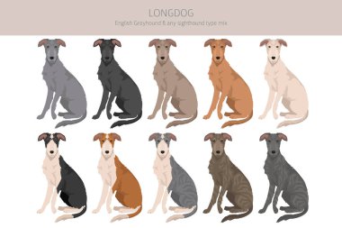 Longdog mix klipsi. İngiliz tazısı - herhangi bir görüş karışımı. Tüm olası palto renkleri, üreme bilgileri, yetişkinler ve yavrular. Vektör illüstrasyonu