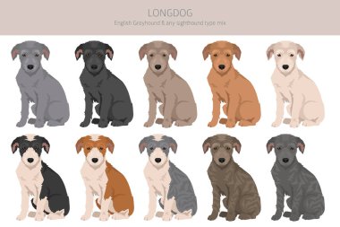 Longdog mix klipsi. İngiliz tazısı - herhangi bir görüş karışımı. Tüm olası palto renkleri, üreme bilgileri, yetişkinler ve yavrular. Vektör illüstrasyonu