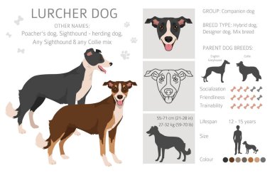 Lurcher karışık klipsi. Görüş Collie karışımı. Tüm olası palto renkleri, üreme bilgileri, yetişkinler ve yavrular. Vektör illüstrasyonu