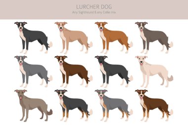 Lurcher karışık klipsi. Görüş Collie karışımı. Tüm olası palto renkleri, üreme bilgileri, yetişkinler ve yavrular. Vektör illüstrasyonu