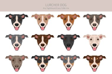Lurcher karışık klipsi. Görüş Collie karışımı. Tüm olası palto renkleri, üreme bilgileri, yetişkinler ve yavrular. Vektör illüstrasyonu