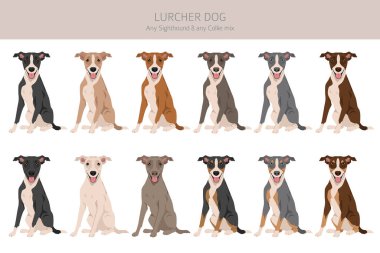 Lurcher karışık klipsi. Görüş Collie karışımı. Tüm olası palto renkleri, üreme bilgileri, yetişkinler ve yavrular. Vektör illüstrasyonu