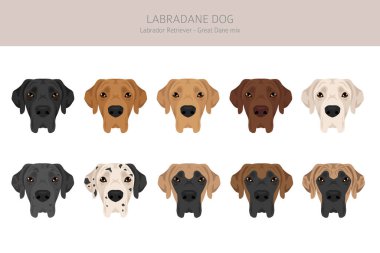 Labradane köpek karışık klipsi. Labrador Retriever - Danua karışımı. Tüm olası palto renkleri, üreme bilgileri, yetişkinler ve yavrular. Vektör illüstrasyonu