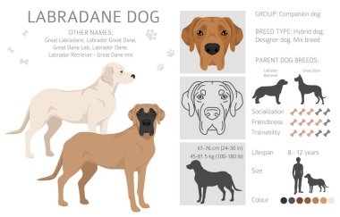 Labradane köpek karışık klipsi. Labrador Retriever - Danua karışımı. Tüm olası palto renkleri, üreme bilgileri, yetişkinler ve yavrular. Vektör illüstrasyonu