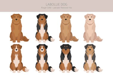Labollie köpek karışık klipsi. Labrador Retriever - Sert Collie karışımı. Tüm olası palto renkleri, üreme bilgileri, yetişkinler ve yavrular. Vektör illüstrasyonu