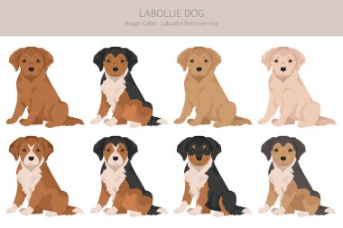 Labollie köpek karışık klipsi. Labrador Retriever - Sert Collie karışımı. Tüm olası palto renkleri, üreme bilgileri, yetişkinler ve yavrular. Vektör illüstrasyonu