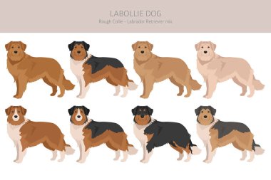 Labollie köpek karışık klipsi. Labrador Retriever - Sert Collie karışımı. Tüm olası palto renkleri, üreme bilgileri, yetişkinler ve yavrular. Vektör illüstrasyonu