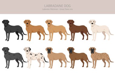 Labradane köpek karışık klipsi. Labrador Retriever - Danua karışımı. Tüm olası palto renkleri, üreme bilgileri, yetişkinler ve yavrular. Vektör illüstrasyonu