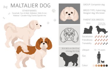 Maltalier, Cavamalt tırmanışı. Süvari Kralı Charles Spaniel 'in karışımı. Farklı ceket renkleri. Vektör illüstrasyonu