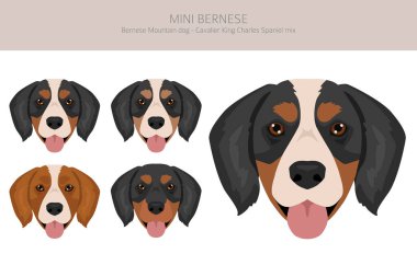 Mini Bernese clipart. Bernese Dağ Köpeği - Şövalye Kral Charles Spaniel karışımı. Farklı ceket renkleri. Vektör illüstrasyonu