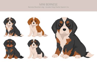 Mini Bernese clipart. Bernese Dağ Köpeği - Şövalye Kral Charles Spaniel karışımı. Farklı ceket renkleri. Vektör illüstrasyonu