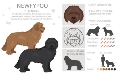 Newfypoo klipsi. Newfoundland - Standart Kaniş karışımı. Tüm olası palto renkleri, üreme bilgileri, yetişkinler ve yavrular. Vektör illüstrasyonu