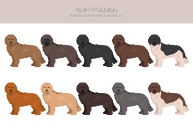 Newfypoo klipsi. Newfoundland - Standart Kaniş karışımı. Tüm olası palto renkleri, üreme bilgileri, yetişkinler ve yavrular. Vektör illüstrasyonu