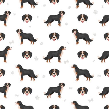 Mini Bernese clipart. Bernese Dağ Köpeği - Şövalye Kral Charles Spaniel karışımı. Farklı ceket renkleri. Vektör illüstrasyonu
