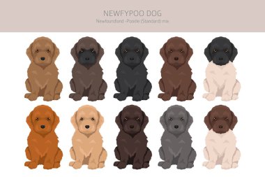 Newfypoo klipsi. Newfoundland - Standart Kaniş karışımı. Tüm olası palto renkleri, üreme bilgileri, yetişkinler ve yavrular. Vektör illüstrasyonu
