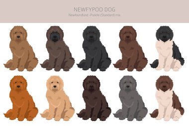Newfypoo klipsi. Newfoundland - Standart Kaniş karışımı. Tüm olası palto renkleri, üreme bilgileri, yetişkinler ve yavrular. Vektör illüstrasyonu