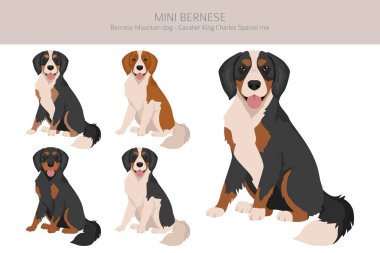Mini Bernese clipart. Bernese Dağ Köpeği - Şövalye Kral Charles Spaniel karışımı. Farklı ceket renkleri. Vektör illüstrasyonu