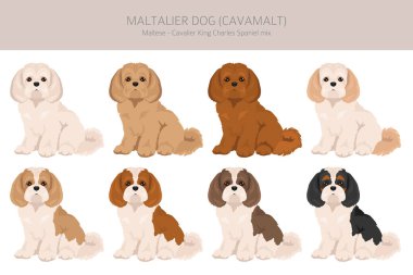 Maltalier, Cavamalt tırmanışı. Süvari Kralı Charles Spaniel 'in karışımı. Farklı ceket renkleri. Vektör illüstrasyonu