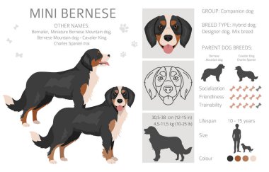 Mini Bernese clipart. Bernese Dağ Köpeği - Şövalye Kral Charles Spaniel karışımı. Farklı ceket renkleri. Vektör illüstrasyonu